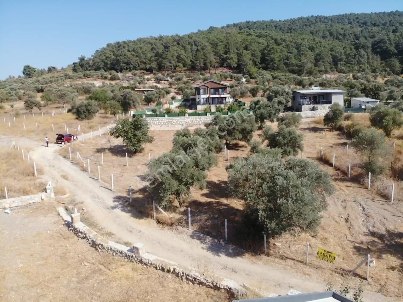 Çakaltepe/elektrik-su Aktif/543 M2-tapudan Satışlı Zeytinl Bahçe — fotoğraf 7