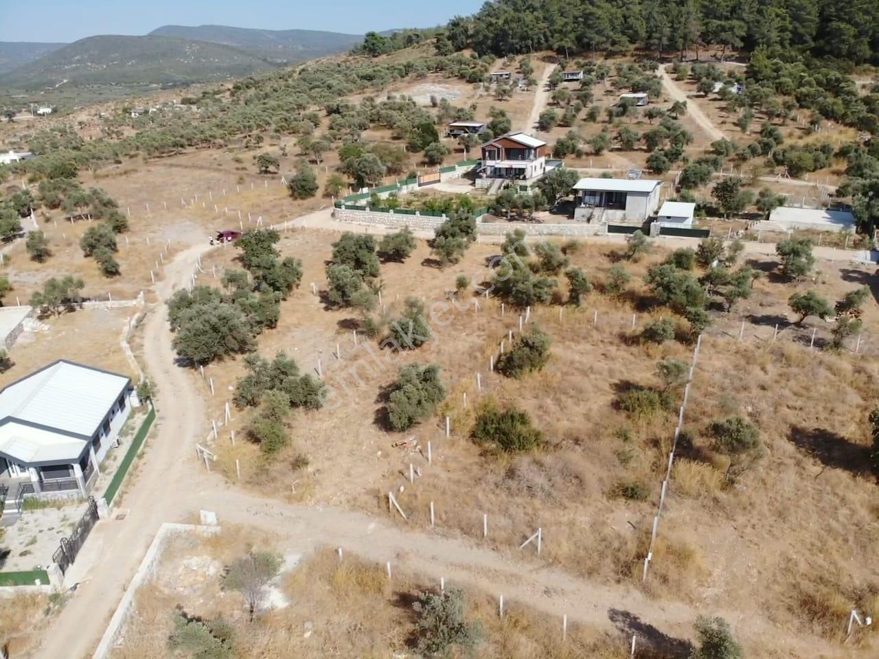 Çakaltepe/elektrik-su Aktif/543 M2-tapudan Satışlı Zeytinl Bahçe — fotoğraf 8