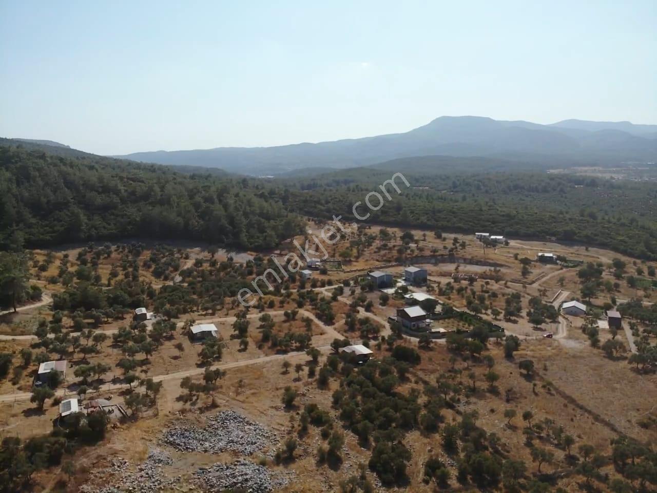 Çakaltepe/elektrik-su Aktif/543 M2-tapudan Satışlı Zeytinl Bahçe — fotoğraf 12