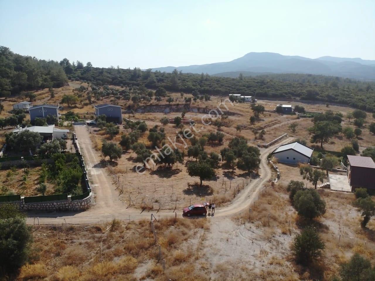 Çakaltepe/elektrik-su Aktif/543 M2-tapudan Satışlı Zeytinl Bahçe — fotoğraf 13