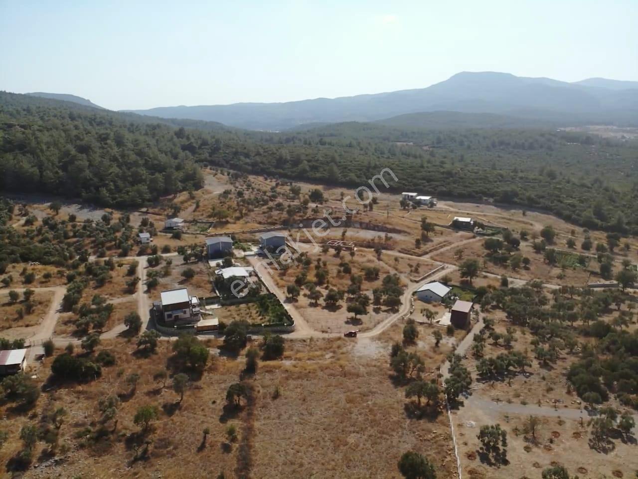 Çakaltepe/elektrik-su Aktif/543 M2-tapudan Satışlı Zeytinl Bahçe — fotoğraf 14