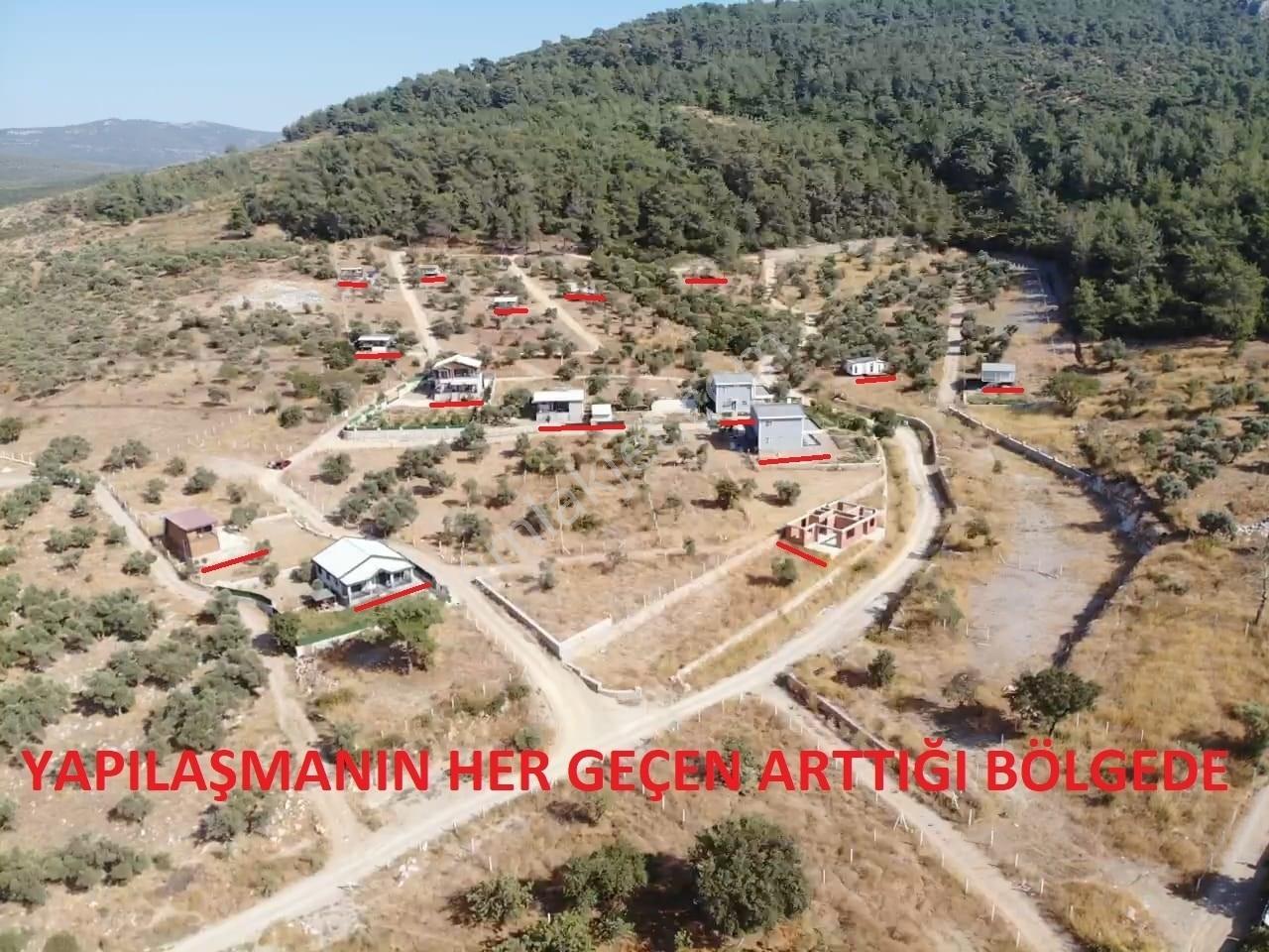 Çakaltepe/elektrik-su Aktif/543 M2-tapudan Satışlı Zeytinl Bahçe — fotoğraf 15