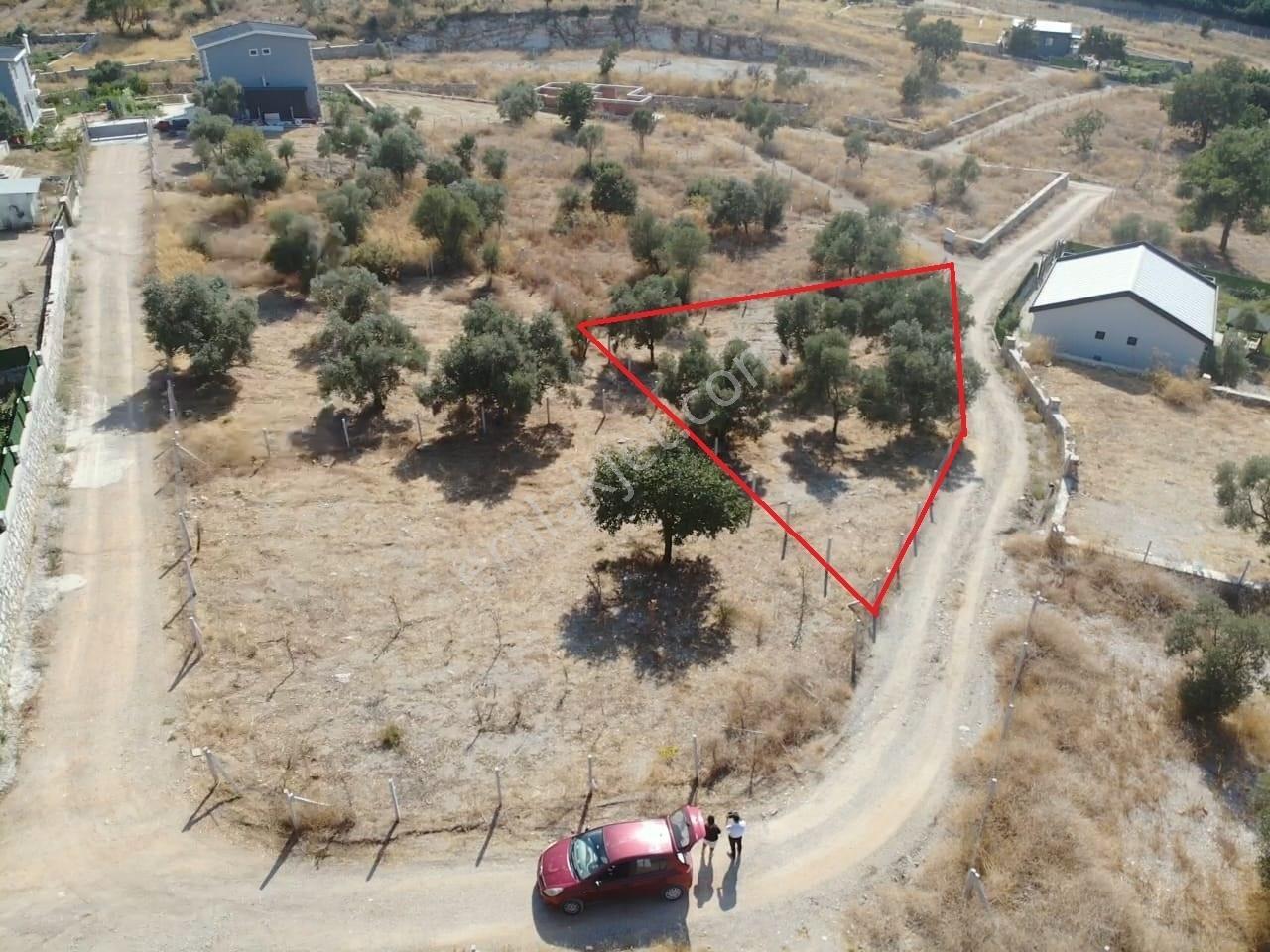 Çakaltepe/elektrik-su Aktif/543 M2-tapudan Satışlı Zeytinl Bahçe — fotoğraf 16