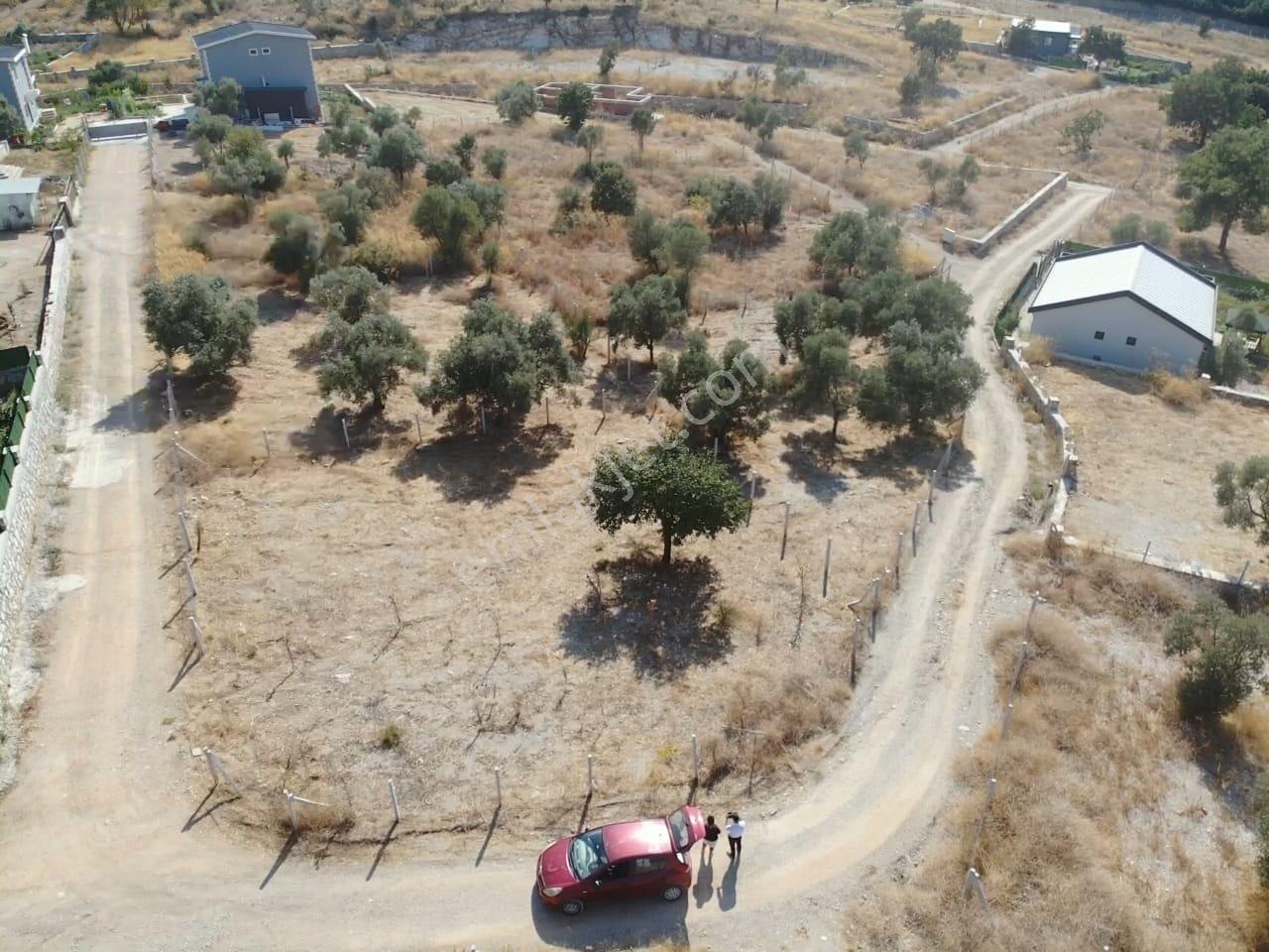 Çakaltepe/elektrik-su Aktif/543 M2-tapudan Satışlı Zeytinl Bahçe — fotoğraf 17
