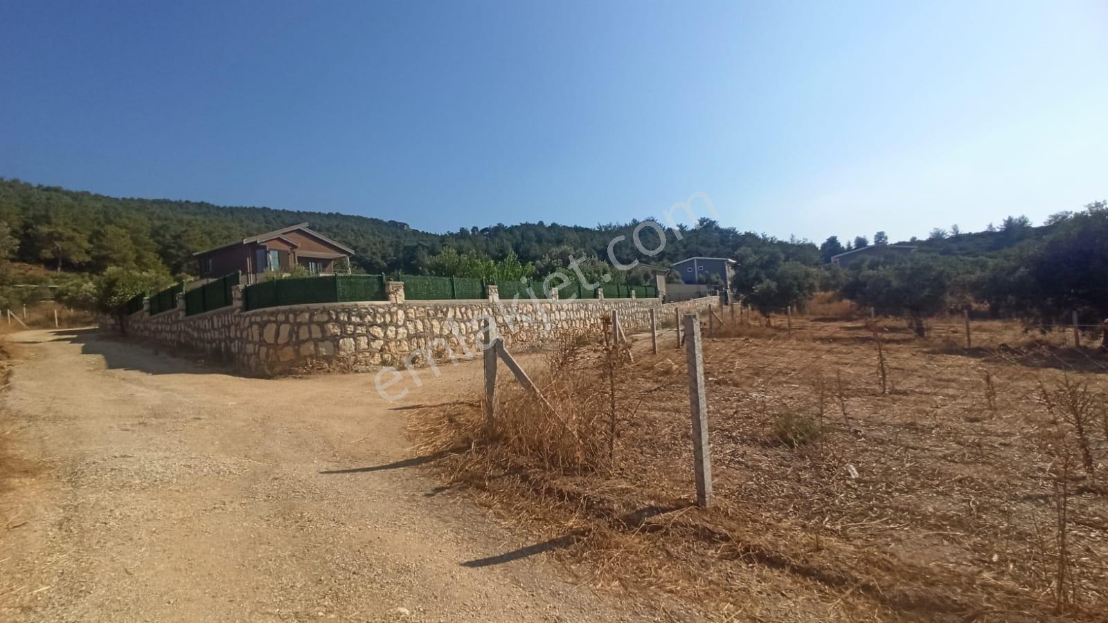 Çakaltepe/elektrik-su Aktif/543 M2-tapudan Satışlı Zeytinl Bahçe — fotoğraf 18