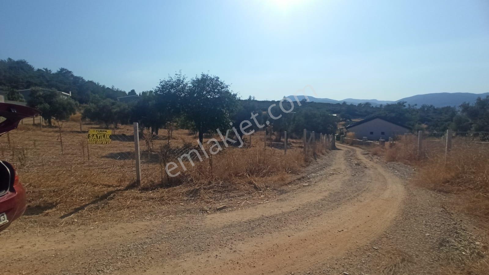 Çakaltepe/elektrik-su Aktif/543 M2-tapudan Satışlı Zeytinl Bahçe — fotoğraf 19