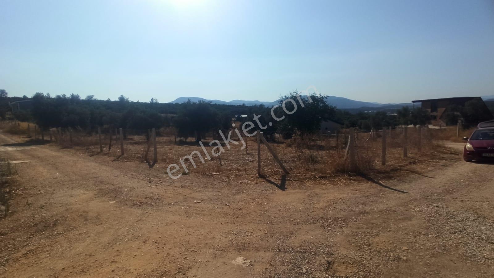 Çakaltepe/elektrik-su Aktif/543 M2-tapudan Satışlı Zeytinl Bahçe — fotoğraf 20