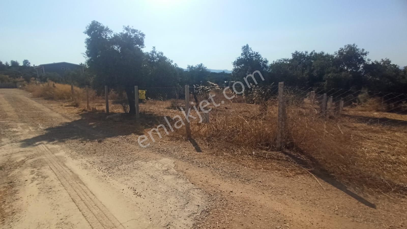 Çakaltepe/elektrik-su Aktif/543 M2-tapudan Satışlı Zeytinl Bahçe — fotoğraf 21