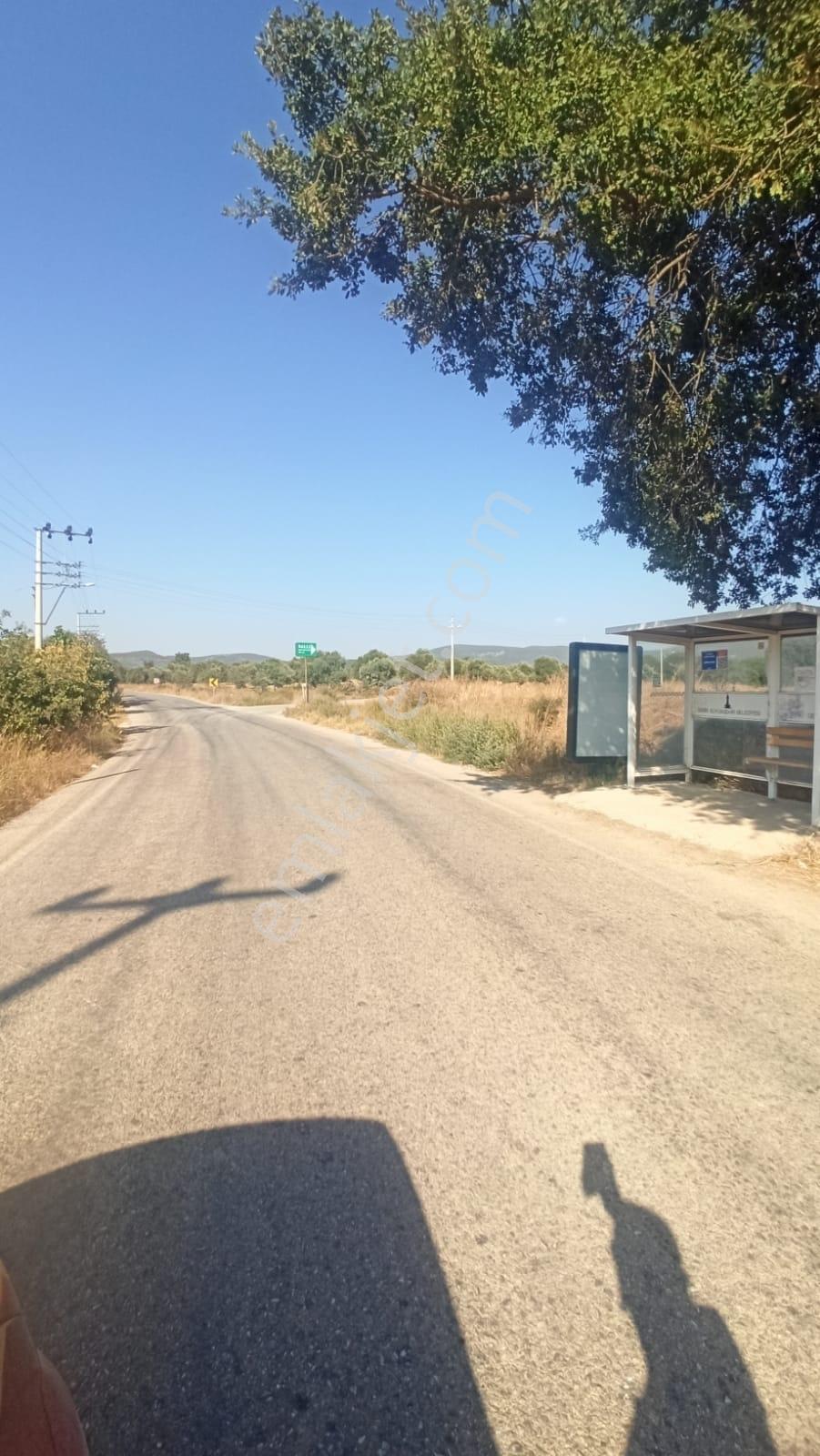 Çakaltepe/elektrik-su Aktif/543 M2-tapudan Satışlı Zeytinl Bahçe — fotoğraf 22