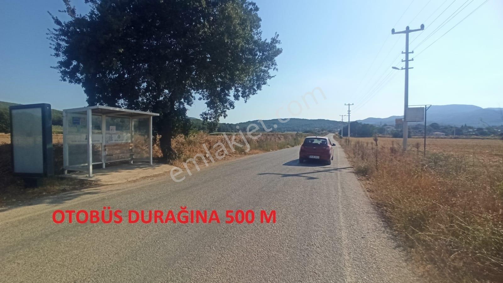 Çakaltepe/elektrik-su Aktif/543 M2-tapudan Satışlı Zeytinl Bahçe — fotoğraf 23