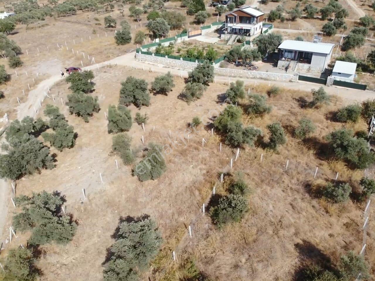 Çakaltepe/elektrik-su Aktif/543 M2-tapudan Satışlı Zeytinl Bahçe — fotoğraf 30