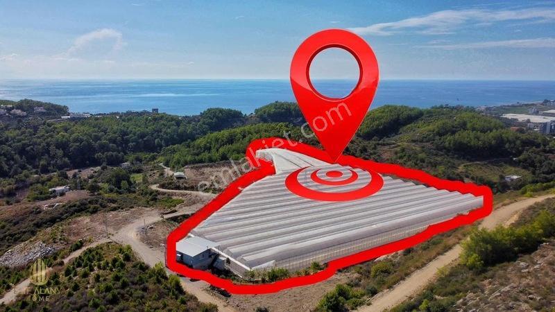 Özel İmara Açık 3 Tarafı Orman Deniz Kale Manzaralı Kapalı Sera — fotoğraf 5