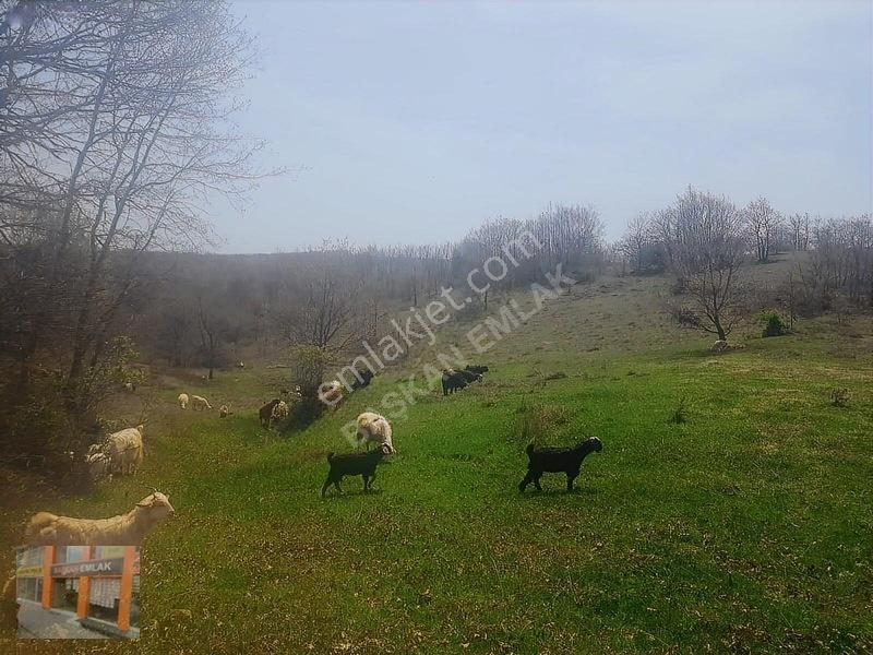 Başkan Emlaktan Satılık Yarımca Köyünde 1.000 M2 Bahçe Yeri — fotoğraf 2