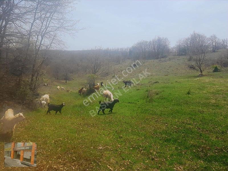 Başkan Emlaktan Satılık Yarımca Köyünde 1.000 M2 Bahçe Yeri — fotoğraf 7