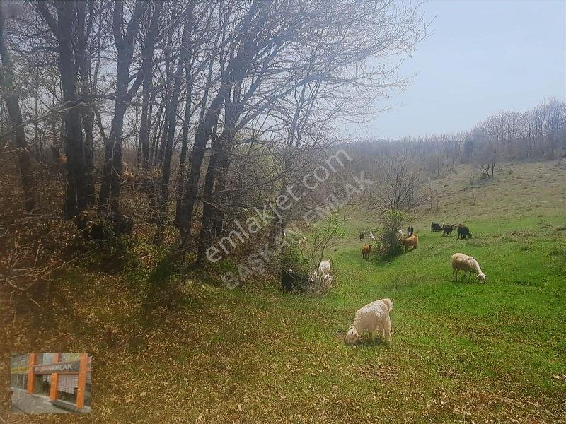 Başkan Emlaktan Satılık Yarımca Köyünde 1.000 M2 Bahçe Yeri — fotoğraf 10