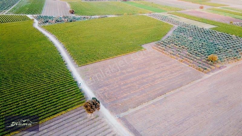 Saruhanlı Alibeyli De 8 Dönüm Tarla — fotoğraf 2