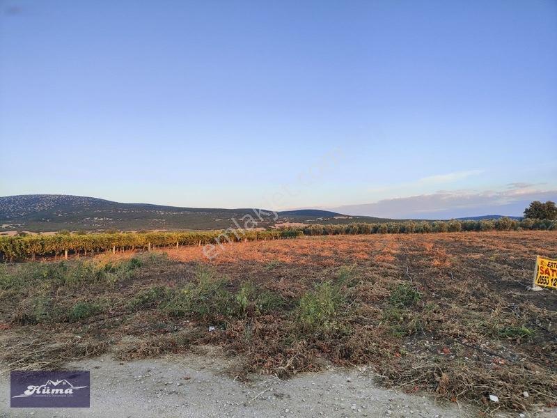 Saruhanlı Alibeyli De 8 Dönüm Tarla — fotoğraf 6