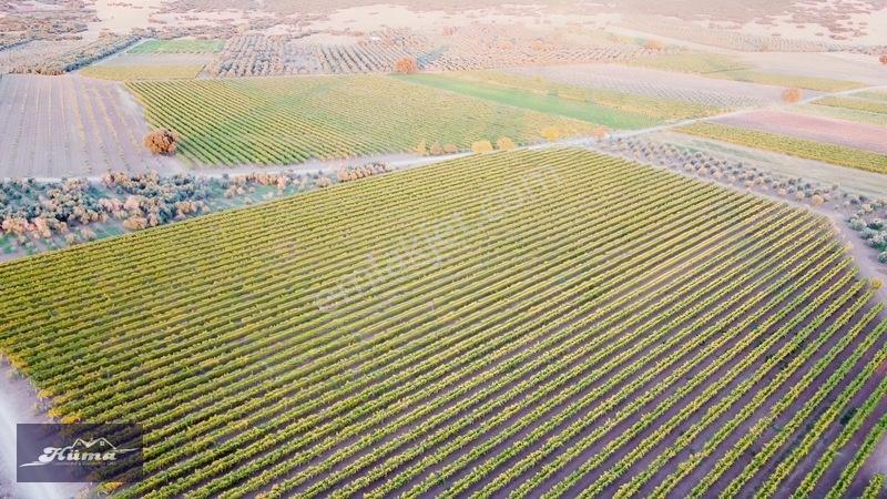 Saruhanlı Alibeyli De 8 Dönüm Tarla — fotoğraf 8