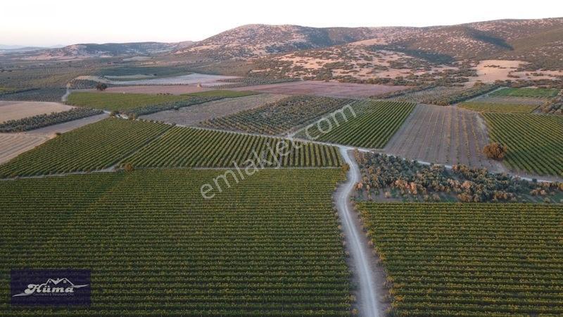 Saruhanlı Alibeyli De 8 Dönüm Tarla — fotoğraf 11