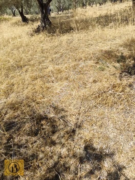 Satılık Zeytinlik Fiyat Uygundur