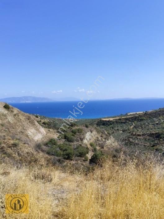 Satılık Zeytinlik Fiyat Uygundur — fotoğraf 3
