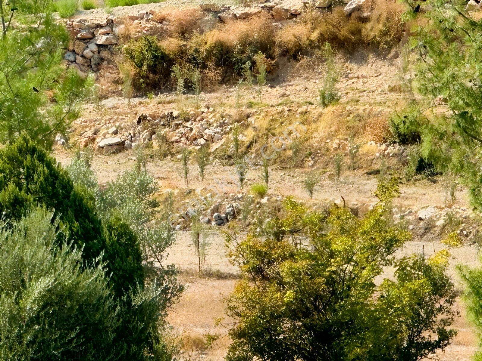 Antalya Manavgat Ahmetler Mahallesi Satılık Tek Tapu Tarla — fotoğraf 2