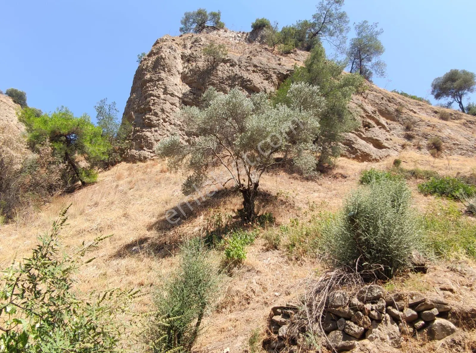 Bölgenin En Uygunu: Sultanhisar'da 82.884 M² Müstakil Tapulu Zeytinlik (m² 48 Tl!) — fotoğraf 3