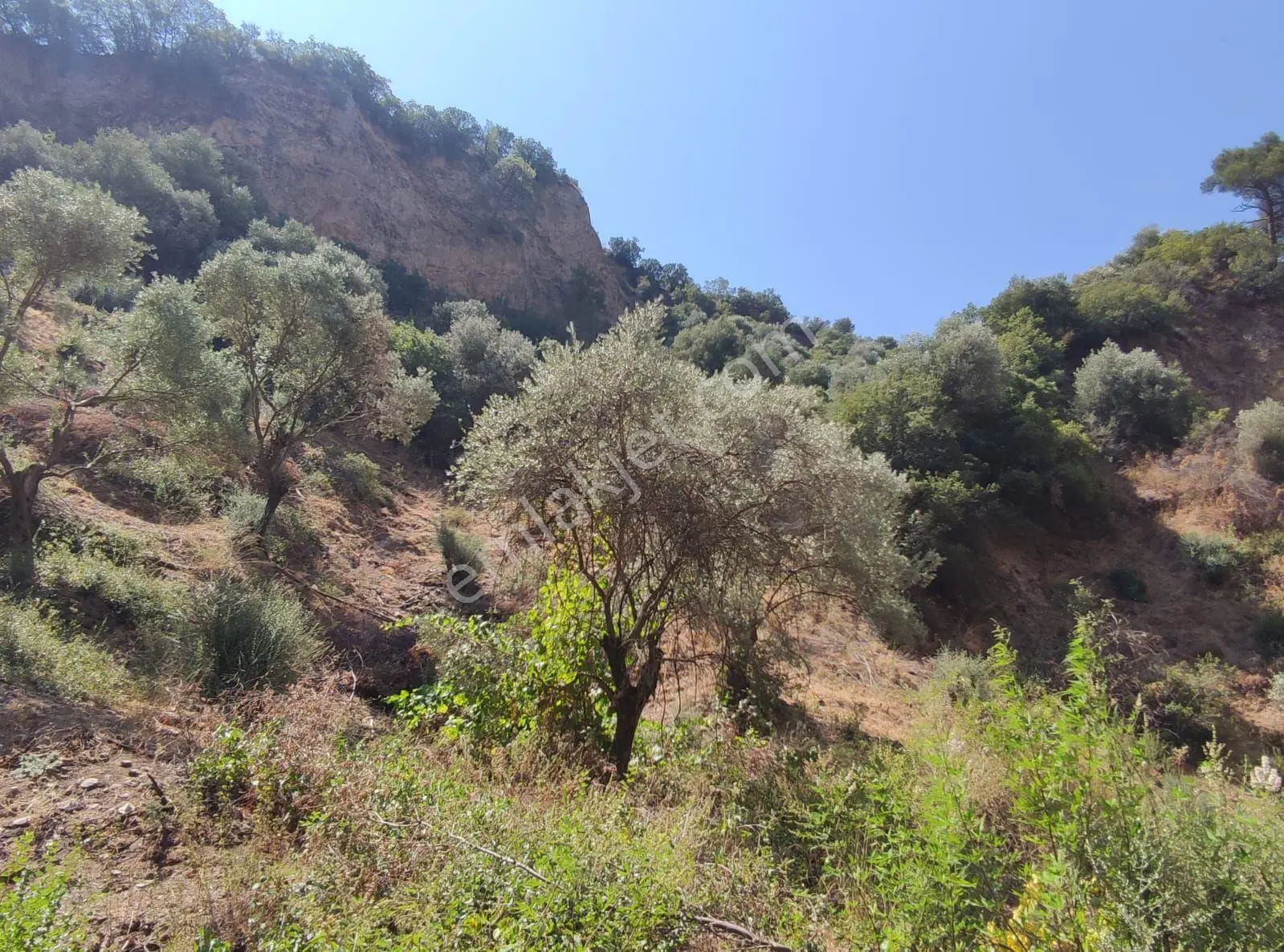 Bölgenin En Uygunu: Sultanhisar'da 82.884 M² Müstakil Tapulu Zeytinlik (m² 48 Tl!) — fotoğraf 4