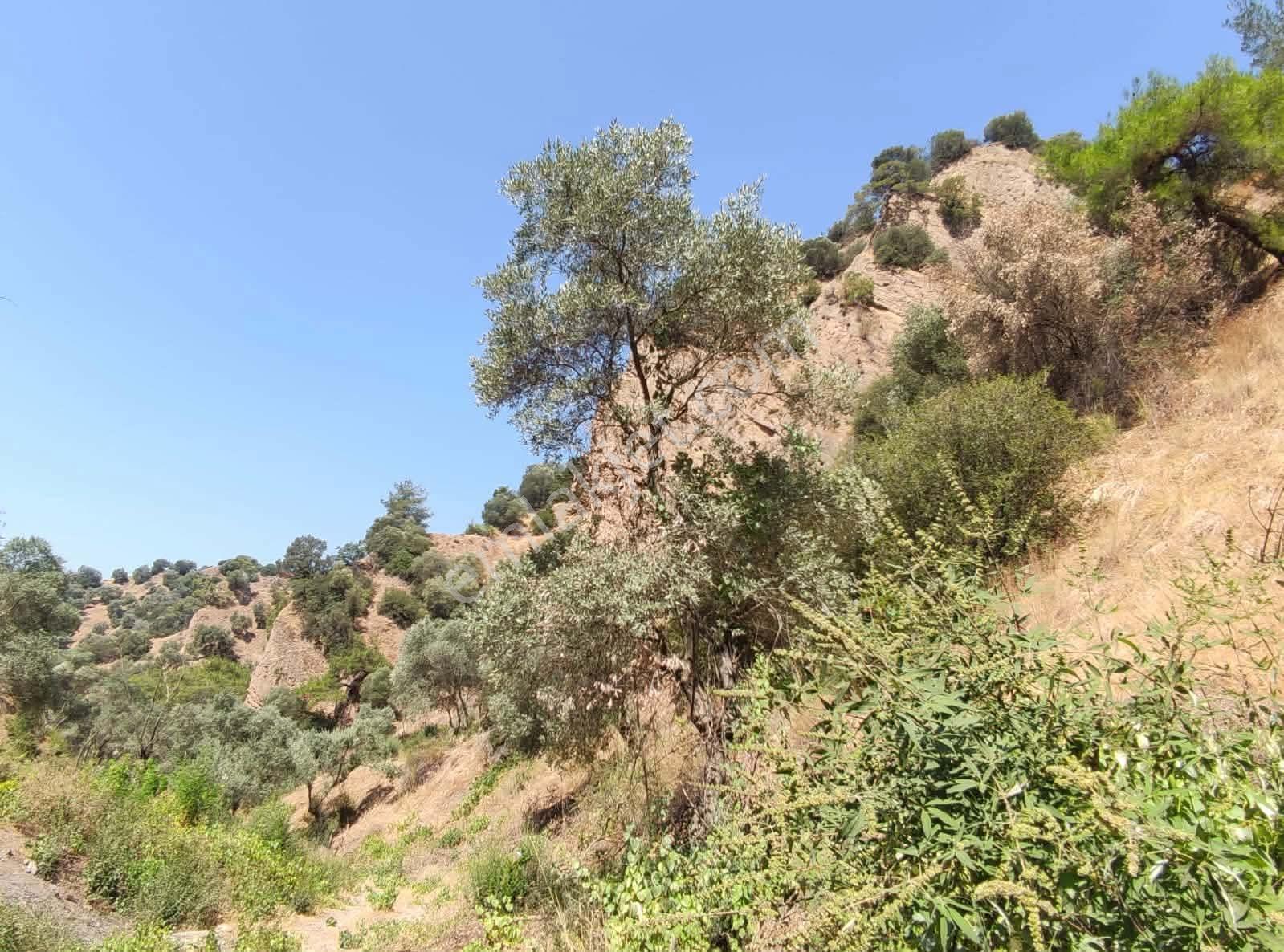 Bölgenin En Uygunu: Sultanhisar'da 82.884 M² Müstakil Tapulu Zeytinlik (m² 48 Tl!) — fotoğraf 9