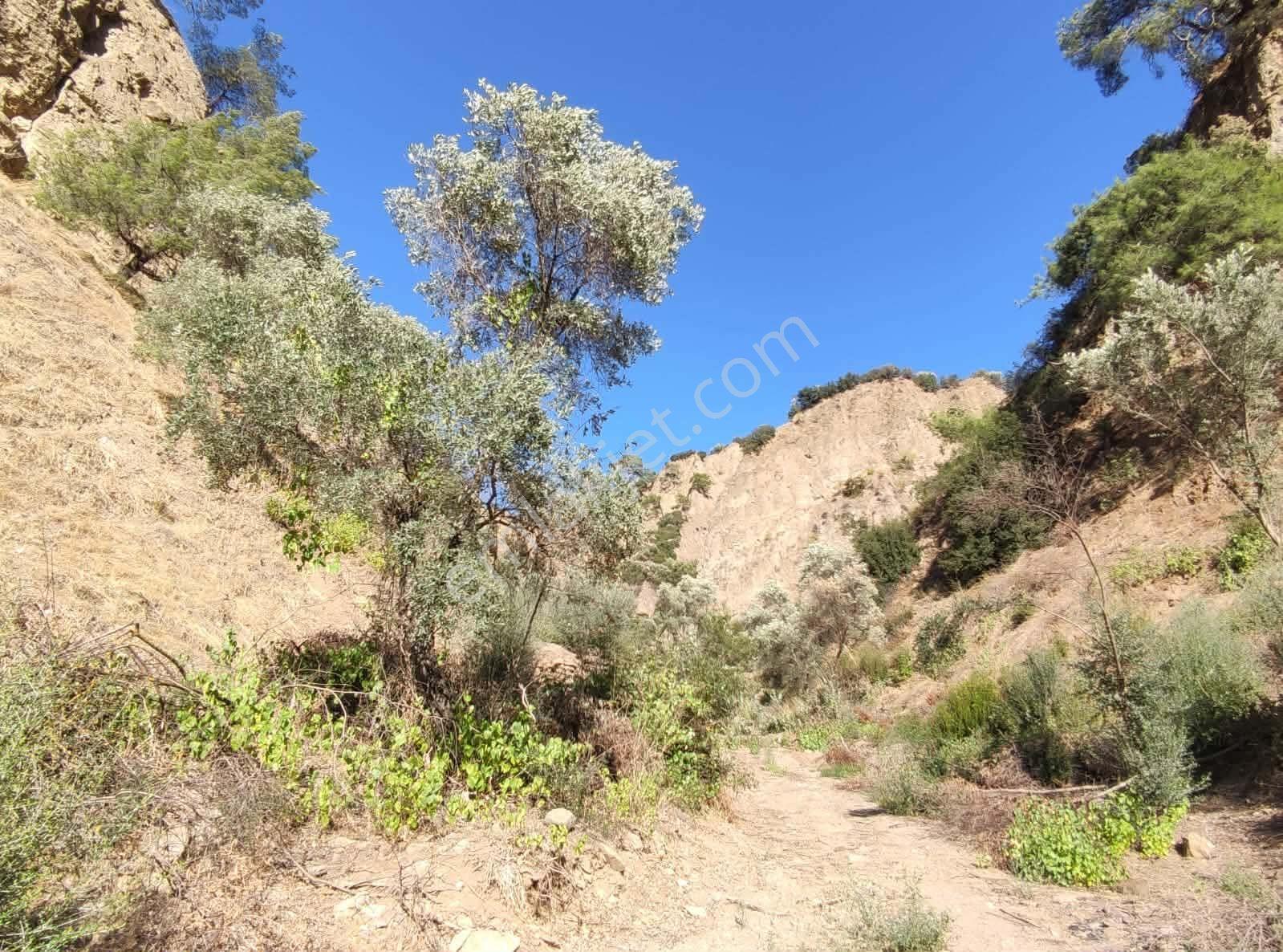 Bölgenin En Uygunu: Sultanhisar'da 82.884 M² Müstakil Tapulu Zeytinlik (m² 48 Tl!) — fotoğraf 10
