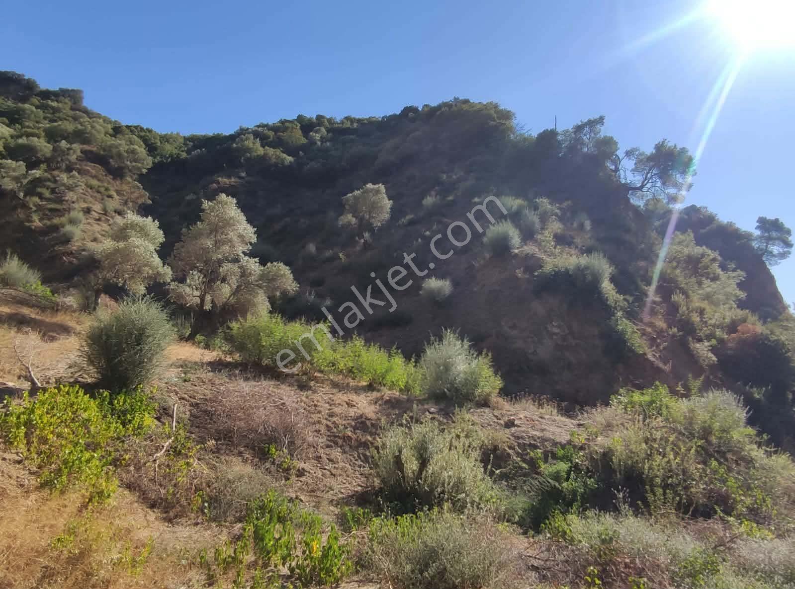 Bölgenin En Uygunu: Sultanhisar'da 82.884 M² Müstakil Tapulu Zeytinlik (m² 48 Tl!) — fotoğraf 13