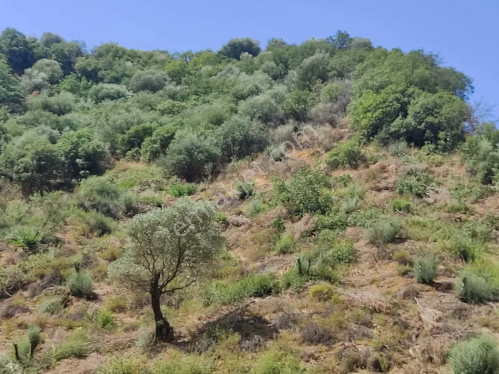 Bölgenin En Uygunu: Sultanhisar'da 82.884 M² Müstakil Tapulu Zeytinlik (m² 48 Tl!) — fotoğraf 18
