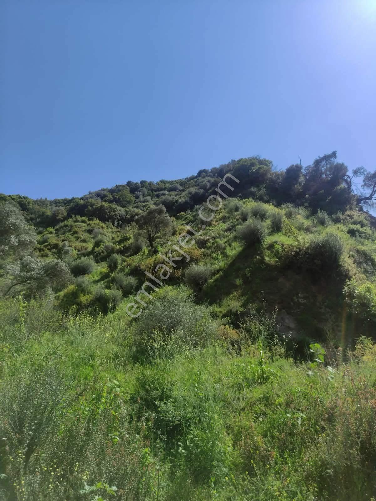 Bölgenin En Uygunu: Sultanhisar'da 82.884 M² Müstakil Tapulu Zeytinlik (m² 48 Tl!) — fotoğraf 20