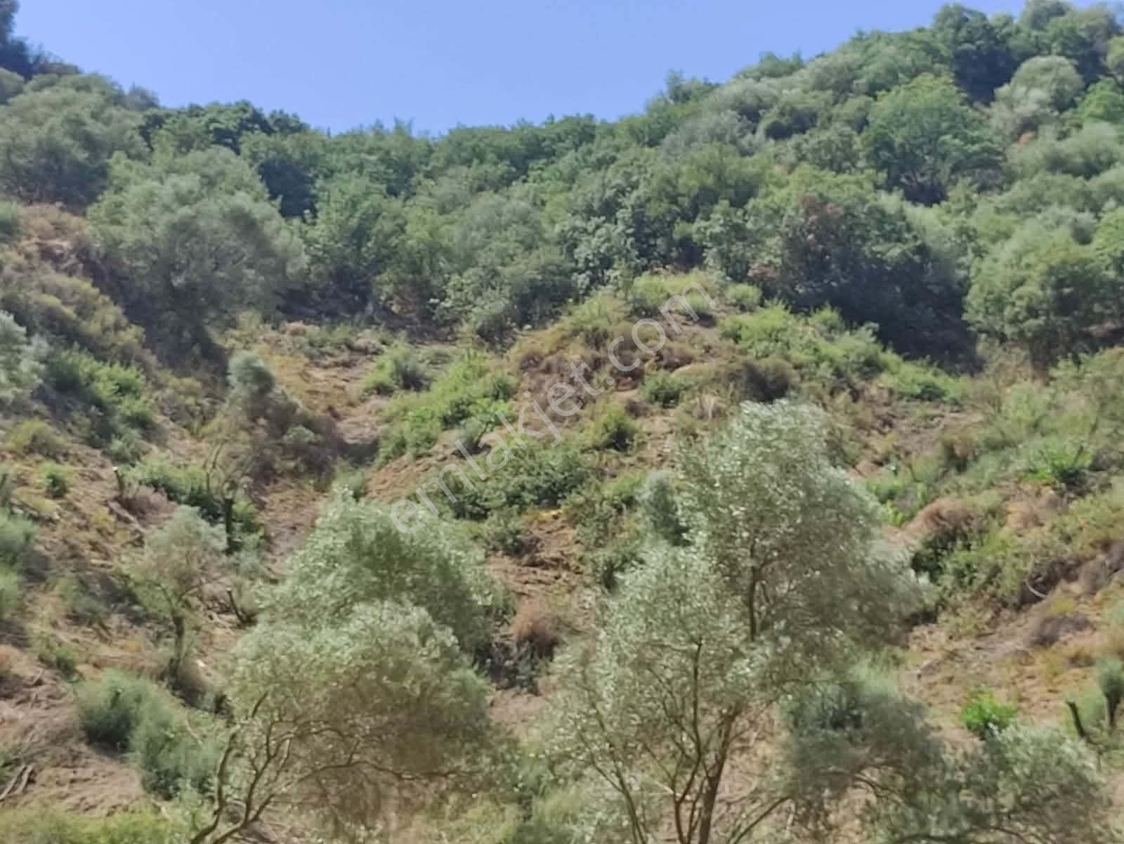 Bölgenin En Uygunu: Sultanhisar'da 82.884 M² Müstakil Tapulu Zeytinlik (m² 48 Tl!) — fotoğraf 24