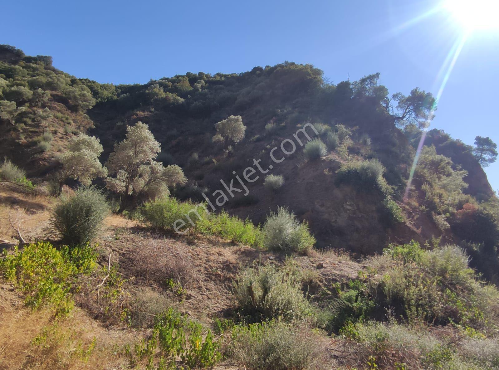 Bölgenin En Uygunu: Sultanhisar'da 82.884 M² Müstakil Tapulu Zeytinlik (m² 48 Tl!) — fotoğraf 29