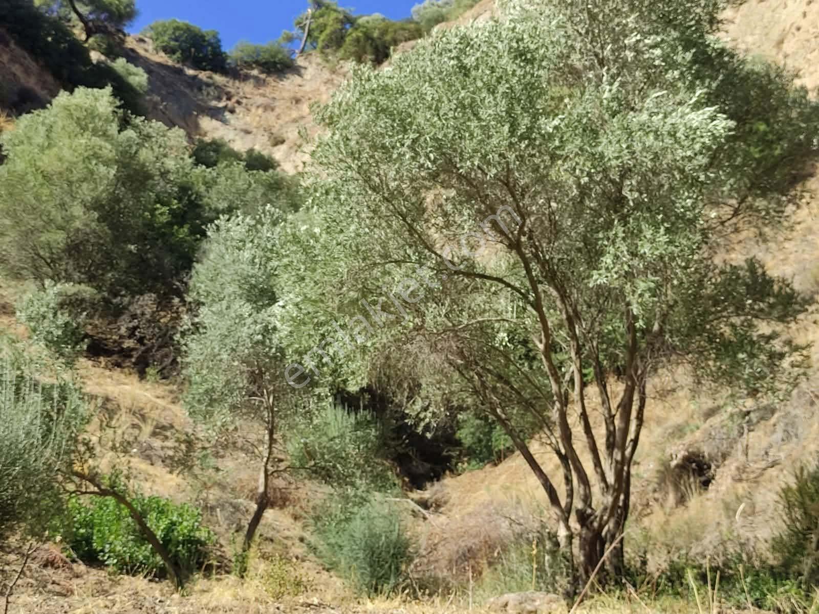 Bölgenin En Uygunu: Sultanhisar'da 82.884 M² Müstakil Tapulu Zeytinlik (m² 48 Tl!) — fotoğraf 30