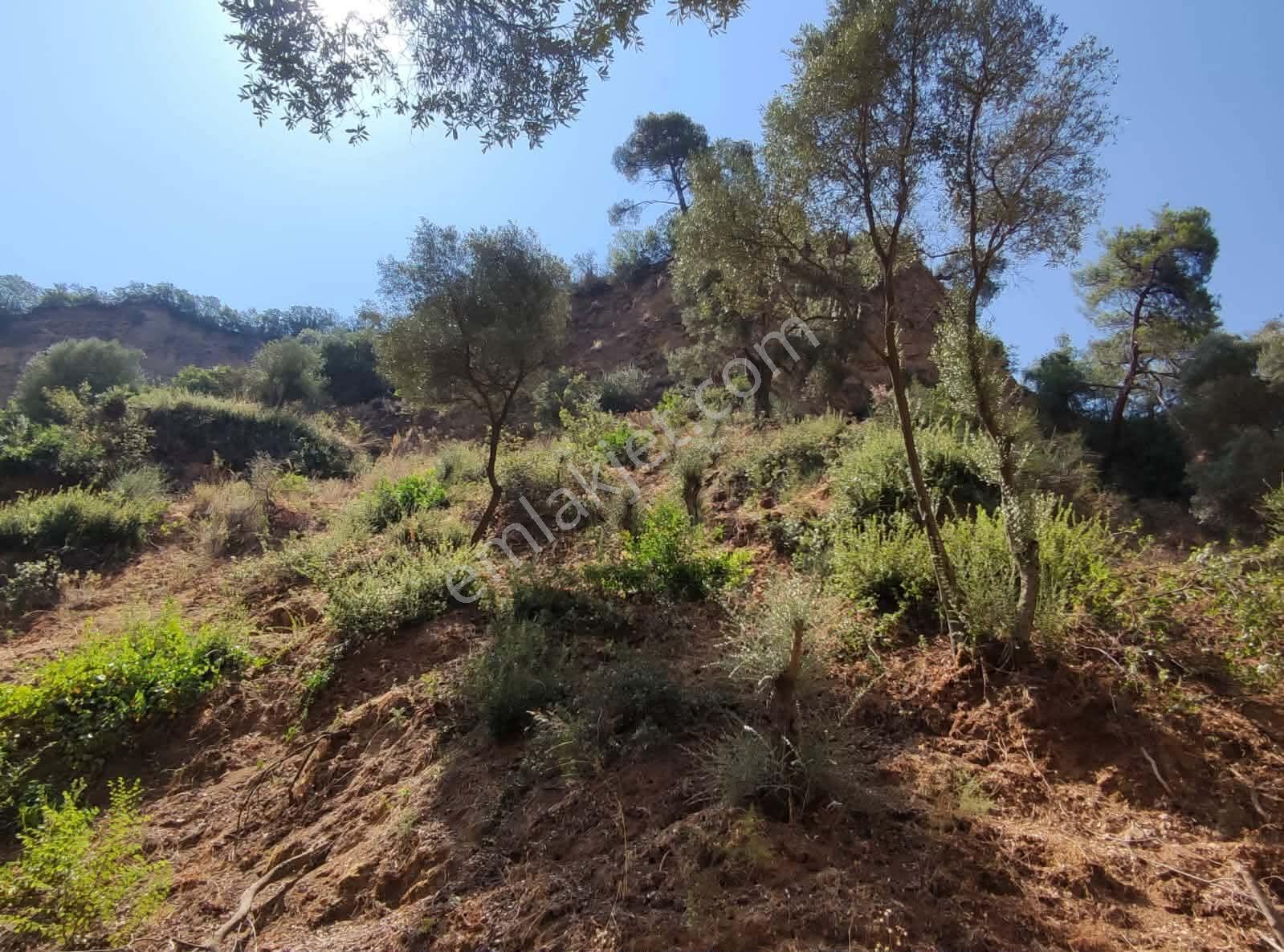 Bölgenin En Uygunu: Sultanhisar'da 82.884 M² Müstakil Tapulu Zeytinlik (m² 48 Tl!) — fotoğraf 31