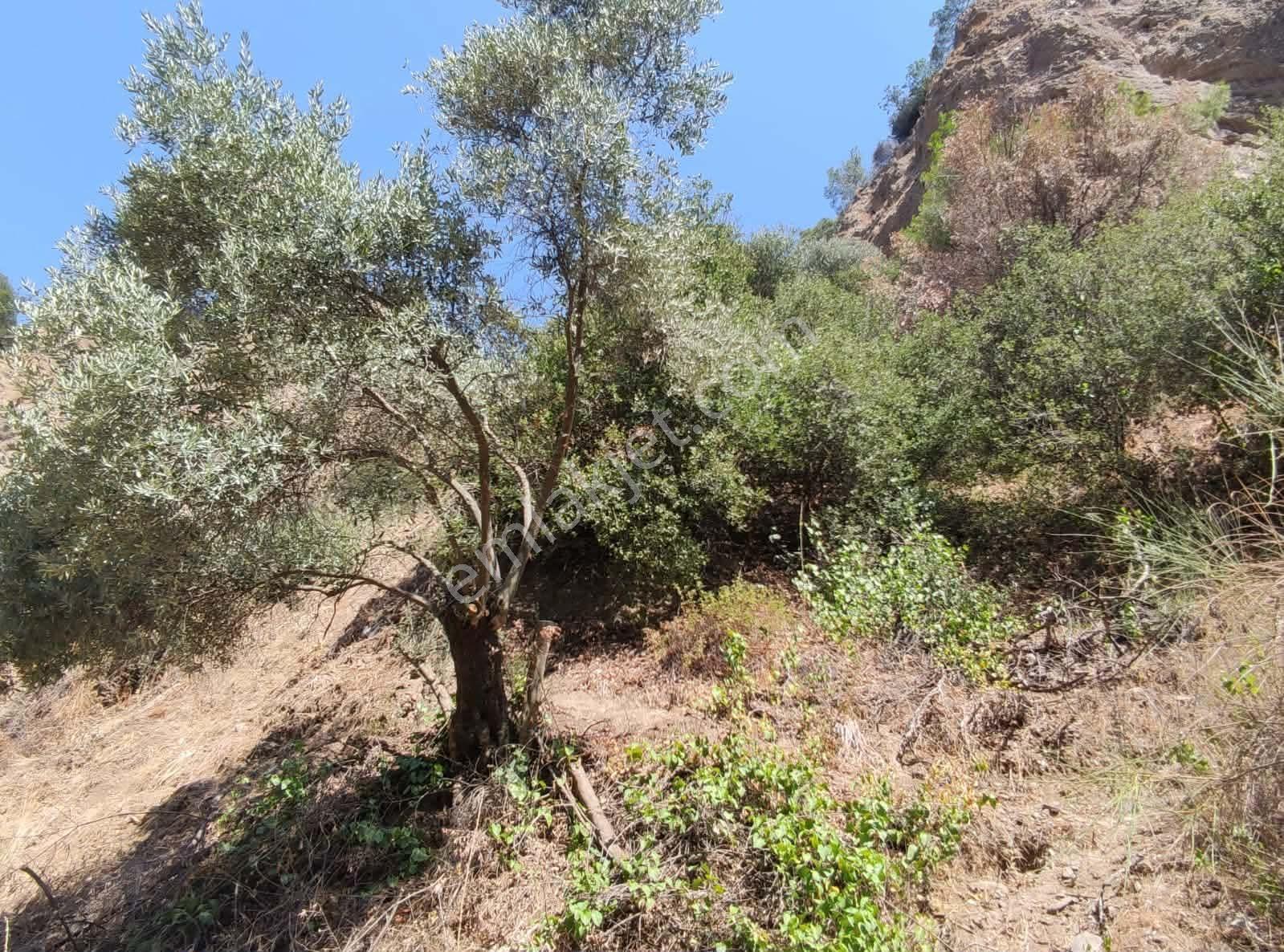 Bölgenin En Uygunu: Sultanhisar'da 82.884 M² Müstakil Tapulu Zeytinlik (m² 48 Tl!) — fotoğraf 33