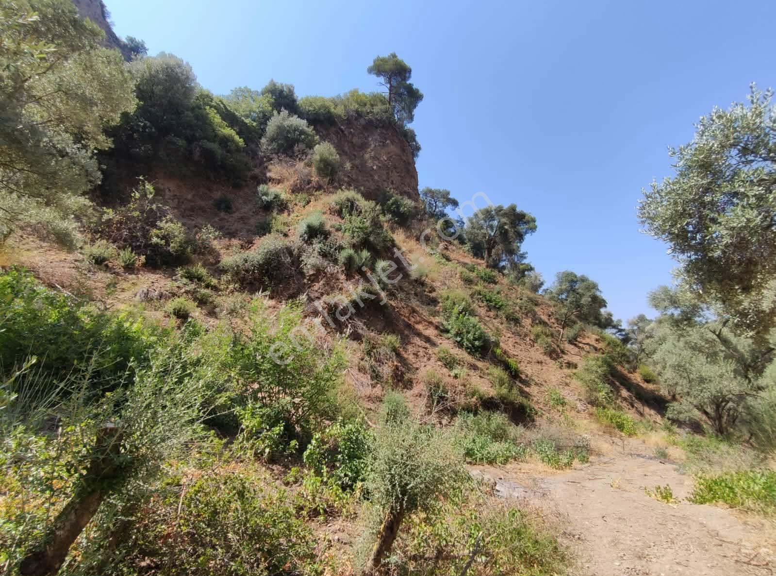Bölgenin En Uygunu: Sultanhisar'da 82.884 M² Müstakil Tapulu Zeytinlik (m² 48 Tl!) — fotoğraf 34