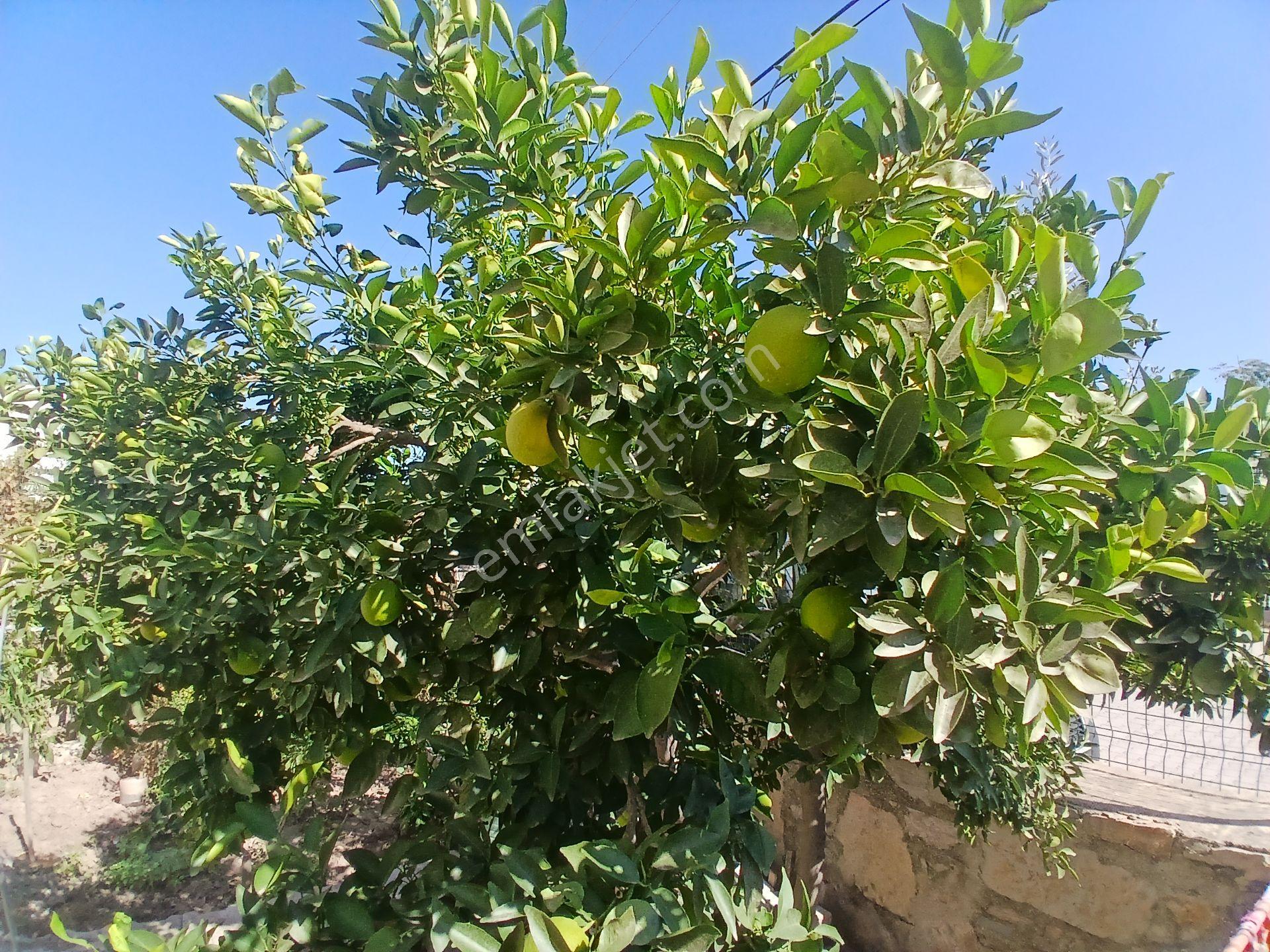 Bodrum Mumcular Satılık 2+1 Bahçe Katı Daire — fotoğraf 19