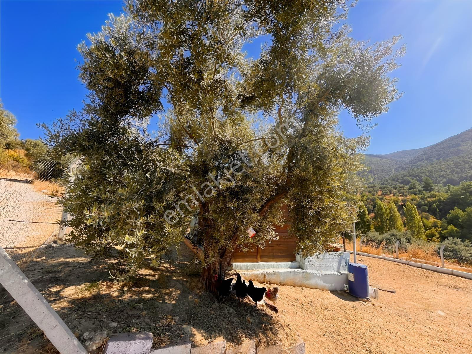 Kemalpaşa Yukarıkızılca Satılık 446 M2 Bahçe — fotoğraf 3