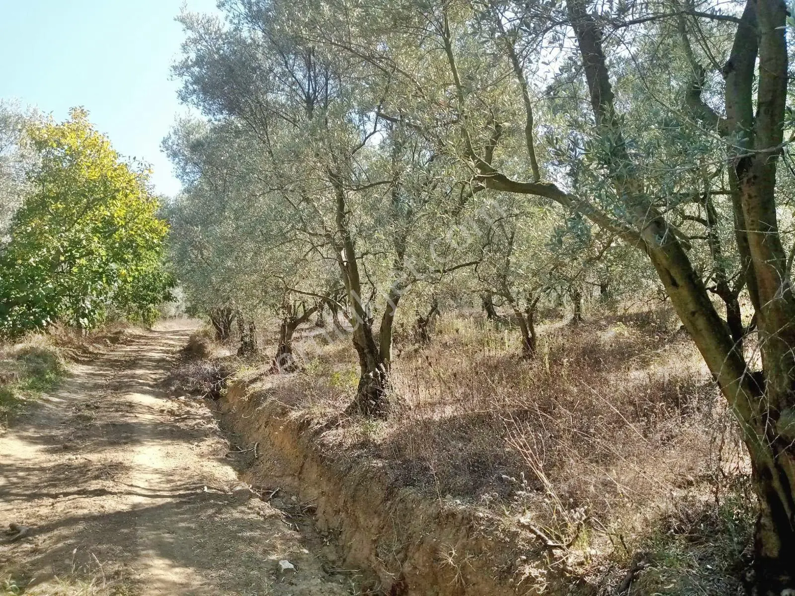 Yenişehir Mecidiyeköy'de Göl Manzaralı 2176,m2-zeytin Bahçesi — fotoğraf 2