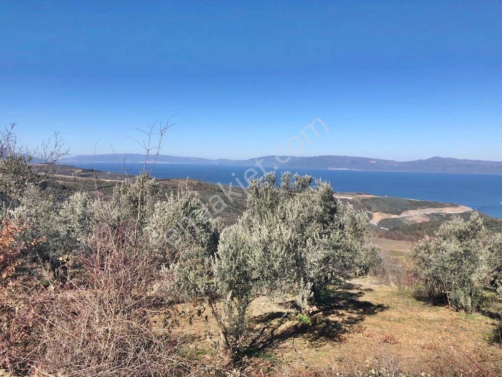 Yenişehir Mecidiyeköy'de Göl Manzaralı 2176,m2-zeytin Bahçesi — fotoğraf 6