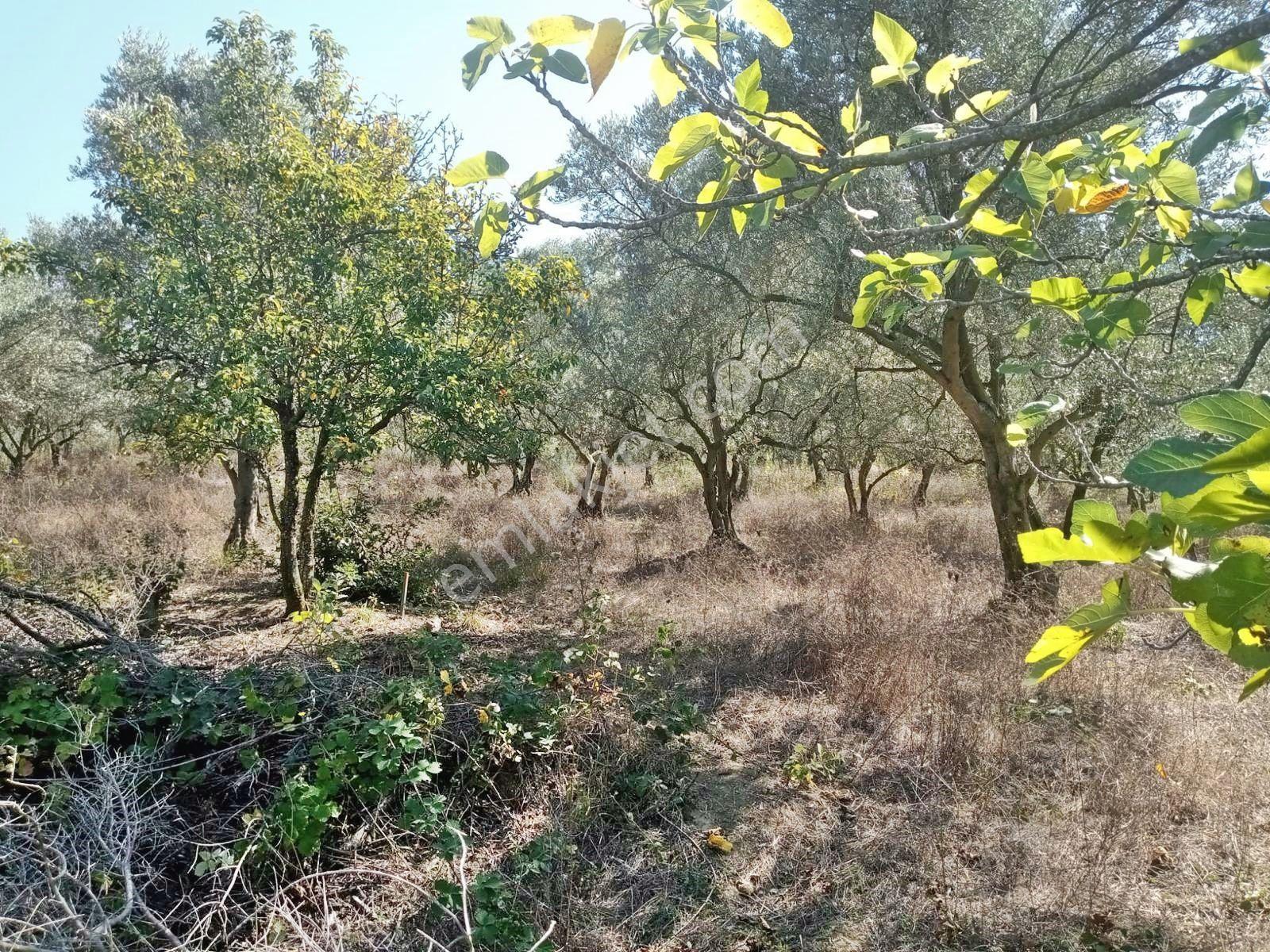 Yenişehir Mecidiyeköy'de Göl Manzaralı 2176,m2-zeytin Bahçesi — fotoğraf 7
