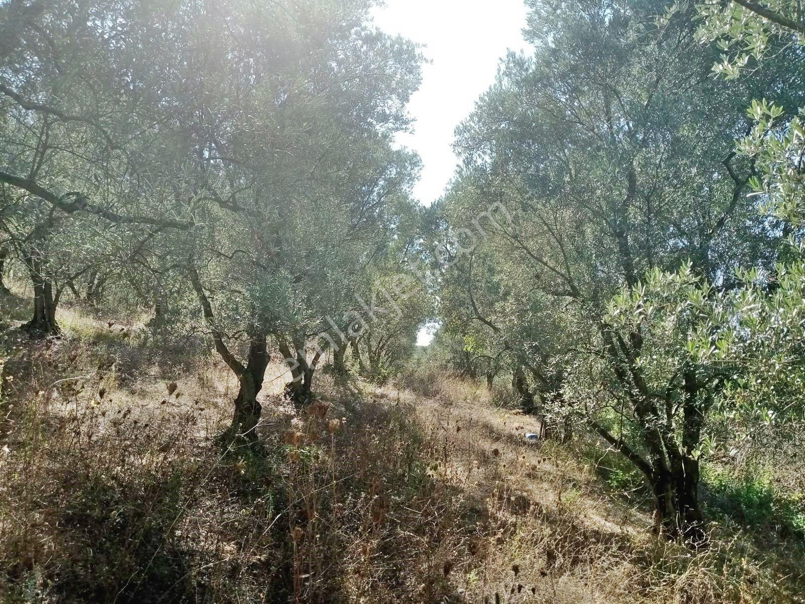 Yenişehir Mecidiyeköy'de Göl Manzaralı 2176,m2-zeytin Bahçesi — fotoğraf 9