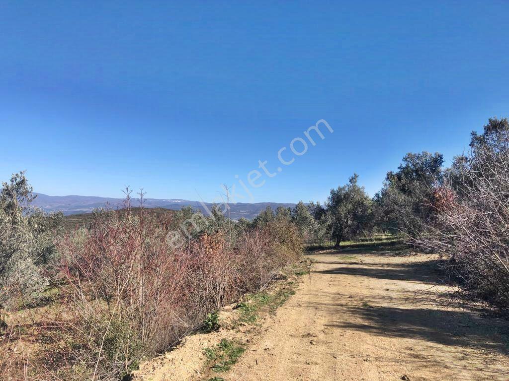Yenişehir Mecidiyeköy'de Göl Manzaralı 2176,m2-zeytin Bahçesi — fotoğraf 16