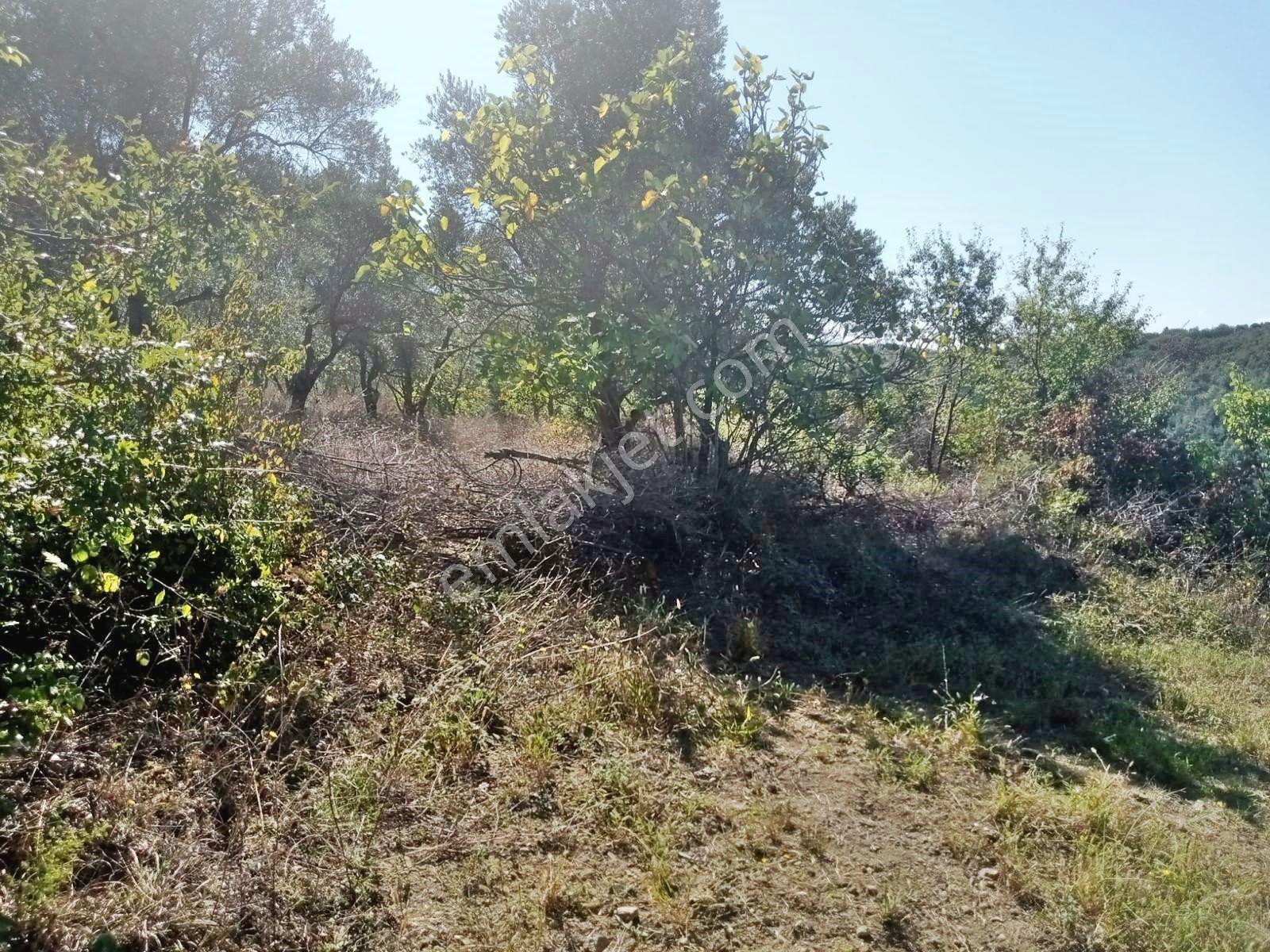 Yenişehir Mecidiyeköy'de Göl Manzaralı 2176,m2-zeytin Bahçesi — fotoğraf 17