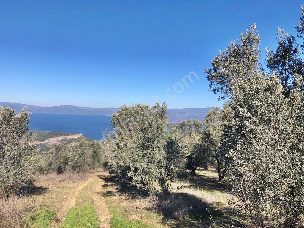 Yenişehir Mecidiyeköy'de Göl Manzaralı 2176,m2-zeytin Bahçesi — fotoğraf 19