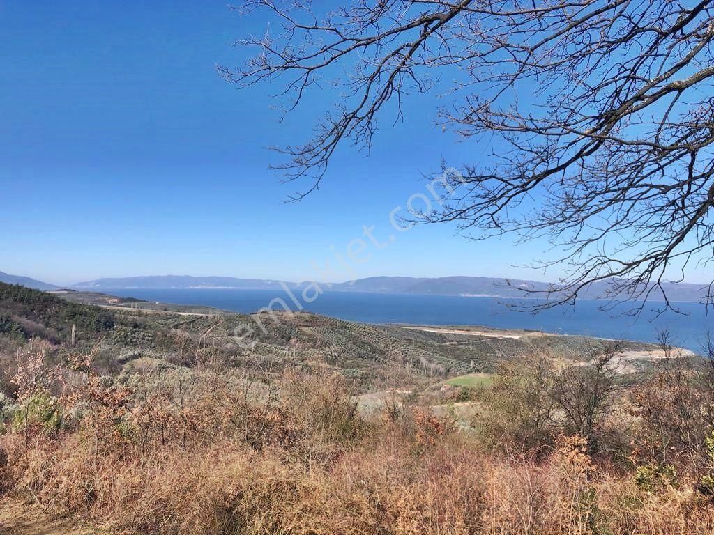 Yenişehir Mecidiyeköy'de Göl Manzaralı 2176,m2-zeytin Bahçesi — fotoğraf 20