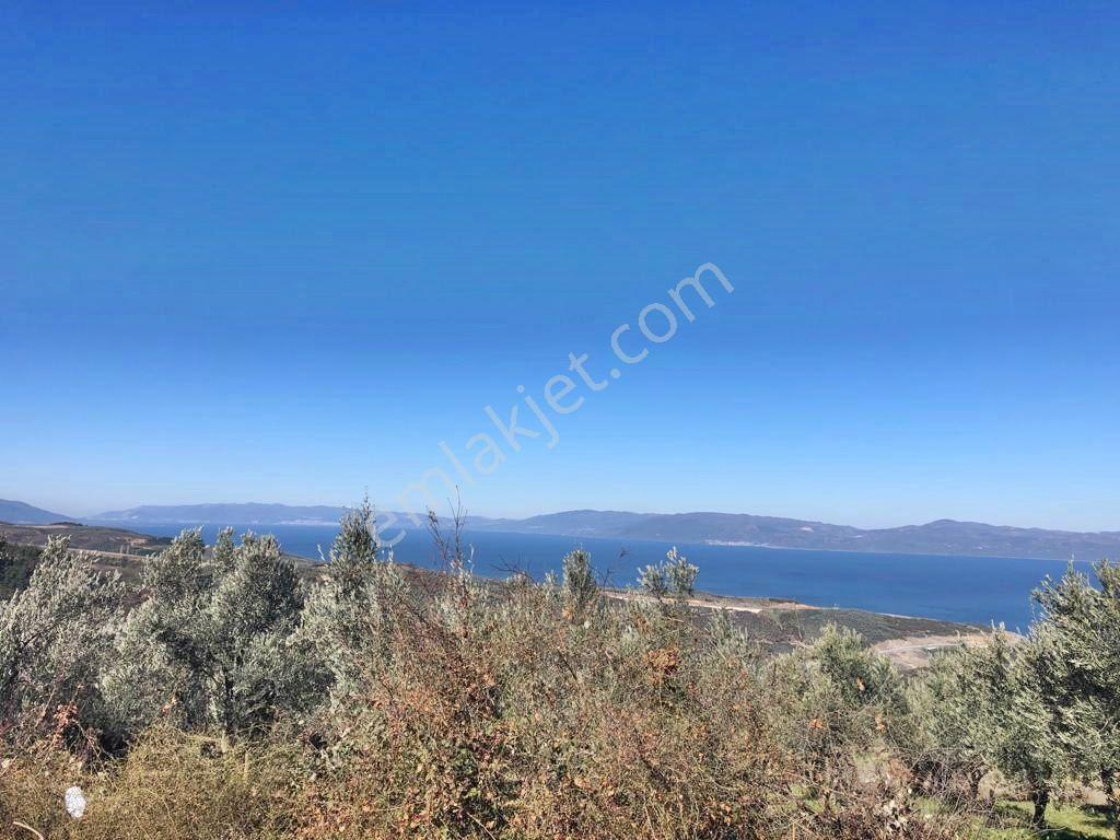 Yenişehir Mecidiyeköy'de Göl Manzaralı 2176,m2-zeytin Bahçesi — fotoğraf 22
